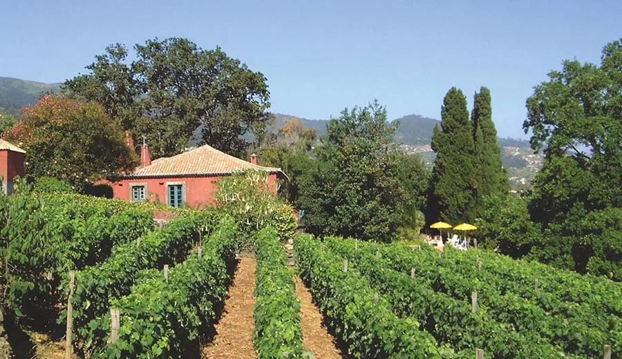 Quinta das Vinhas - wijngaard