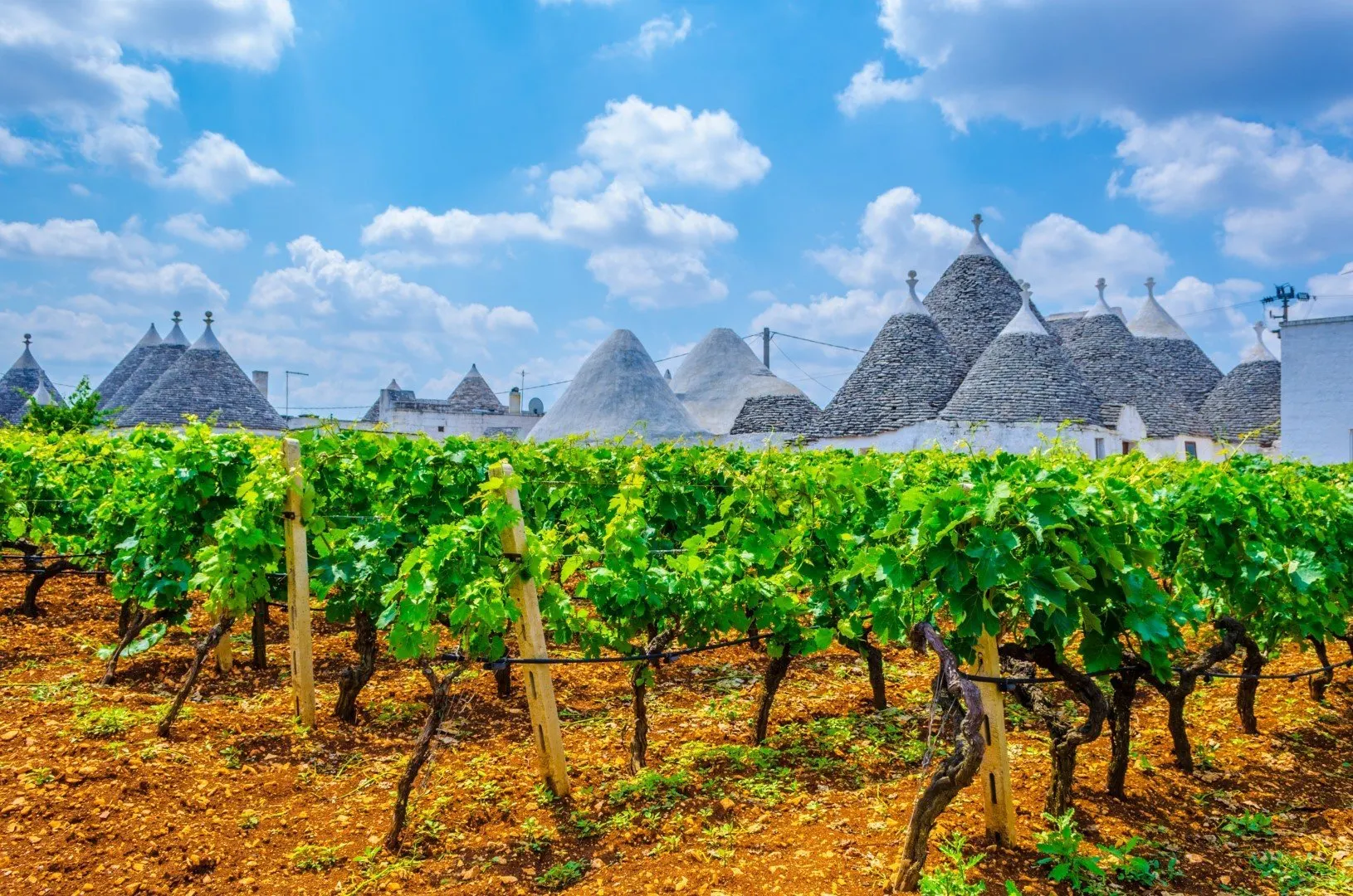 Wijngaarden in Alberobello