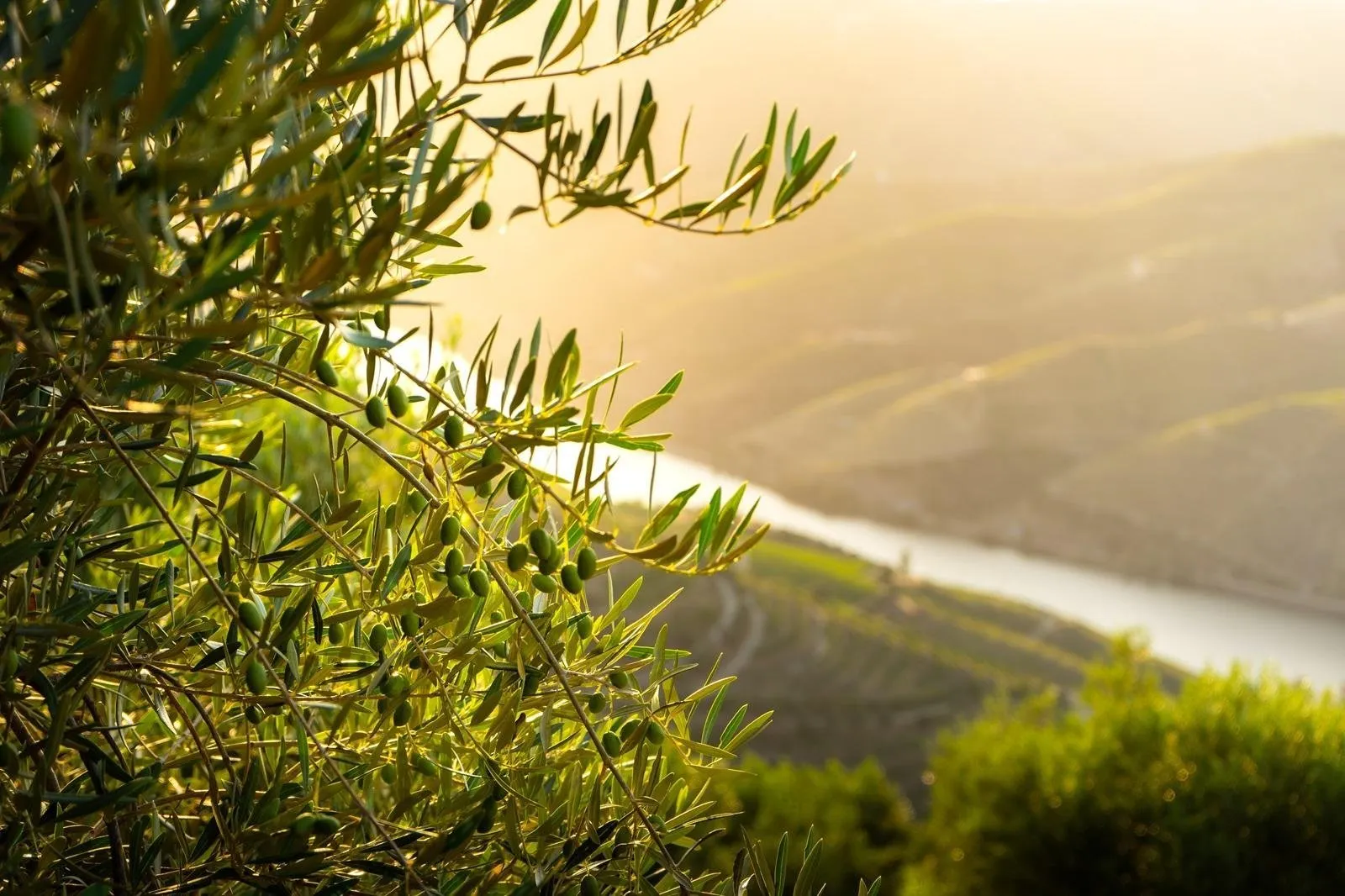 Fly-drive Porto, Minho & Douro deluxe (hotels) 9 dagen