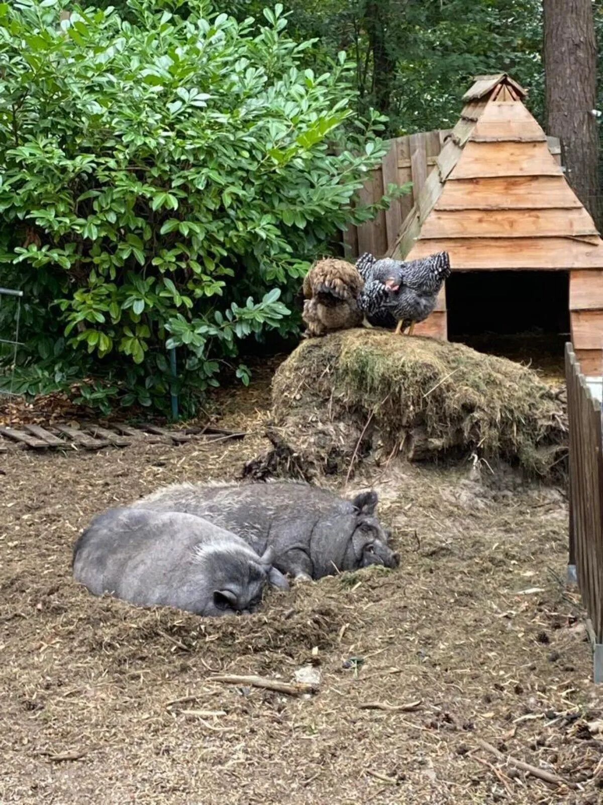 Kinderboerderij
