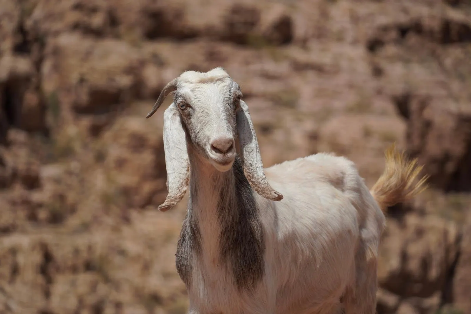 Jordanië-Lokale leven