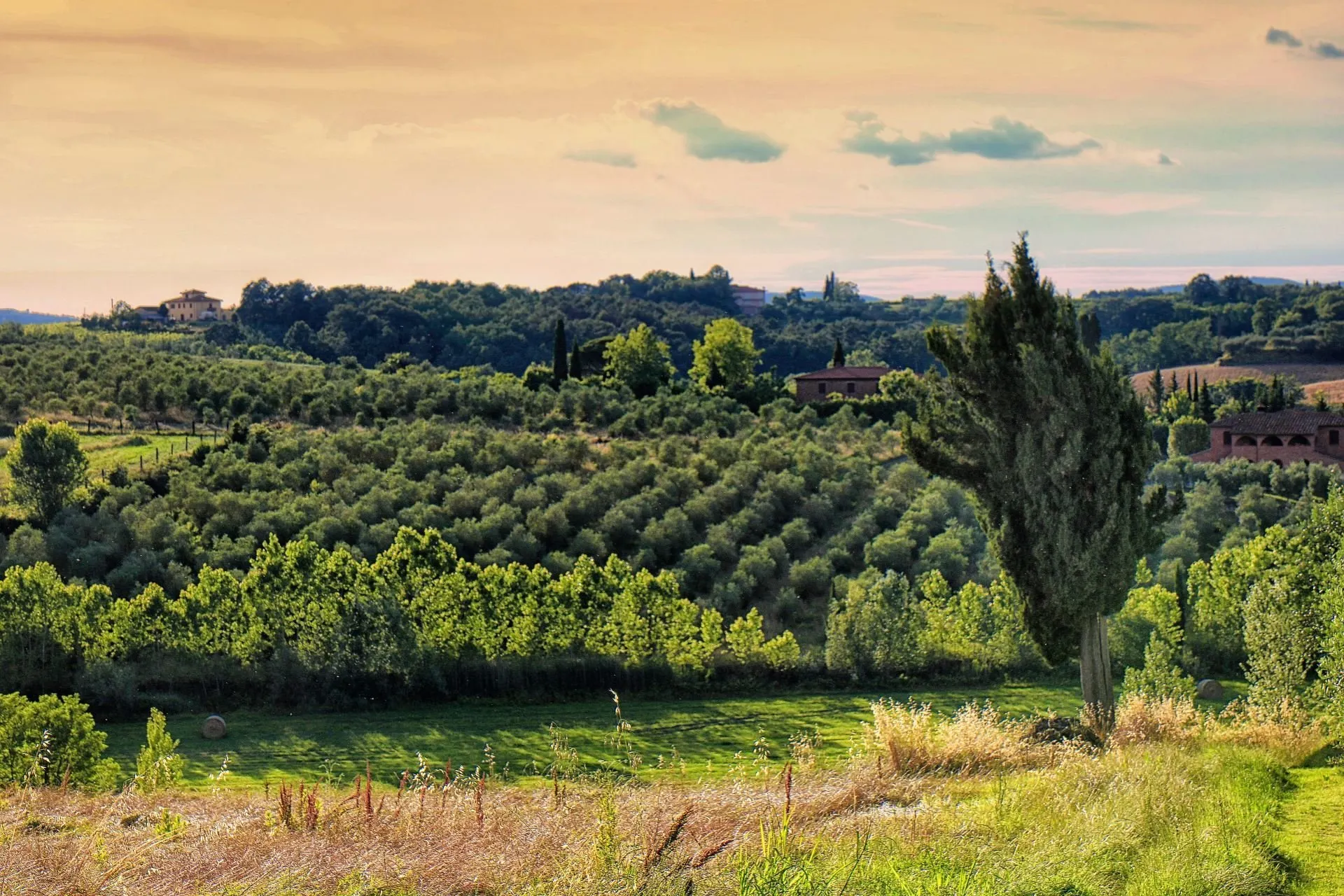 selva degli ulivi - uitzicht op olijfbomen en wijngaarden