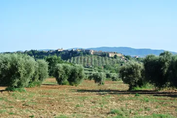 nonno tobia - olijfbomen en wijngaarden