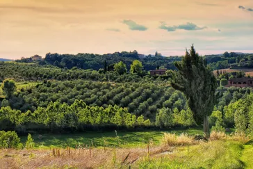 selva degli ulivi - uitzicht op olijfbomen en wijngaarden