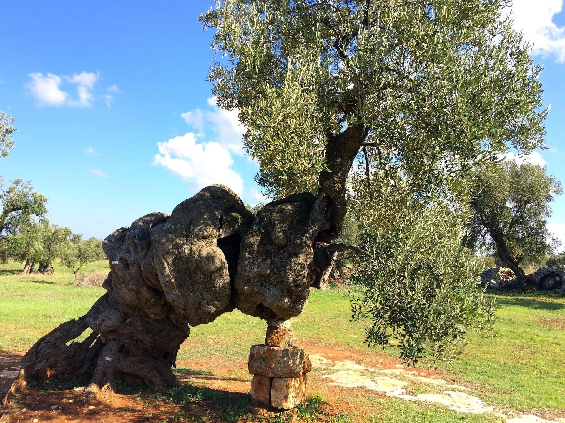 Olijfboom in Puglia