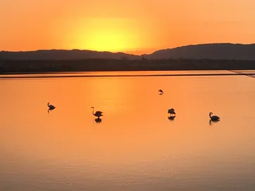 fly-drive ontdek sardinie - flamingos bij zonsondergang cagliari